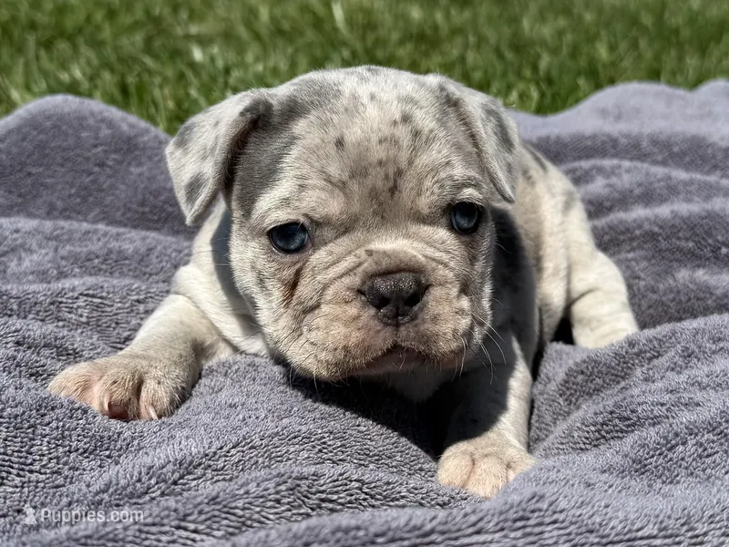 Argo – French Bulldog puppy for sale in Lexington, KY