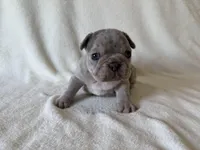 Argo, a female French Bulldog for sale in Lexington, KY – Photo 2 of 8