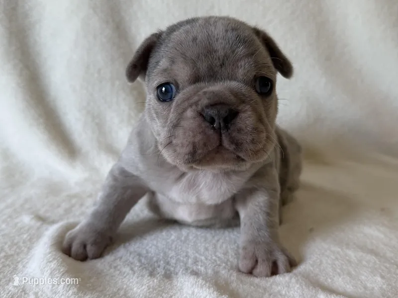 Argo – French Bulldog puppy for sale in Lexington, KY