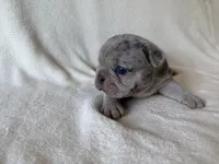 Argo, a female French Bulldog for sale in Lexington, KY – Photo 3 of 8