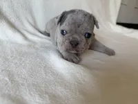 Argo, a female French Bulldog for sale in Lexington, KY – Photo 5 of 8