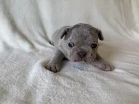 Argo, a female French Bulldog for sale in Lexington, KY – Photo 4 of 8