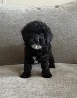 Roxanne , a female Poodle - Toy  and Poodle - Miniature  for sale in Lexington, KY – 2 of 7