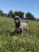 Dunkin, a male Chihuahua and Toy Fox Terrier for sale in Lexington, KY – 5 of 10