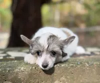 BingBong, a male Chinese Crested for sale in Lexington, KY – 5 of 7