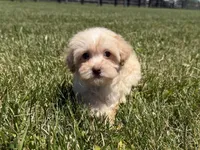 Dixie, a female Maltipoo for sale in Lexington, KY – 4 of 5