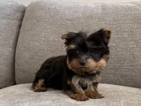 Tonks, a male Yorkshire Terrier for sale in Lexington, KY – Photo 3 of 6