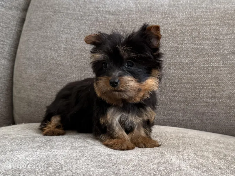Tonks – Yorkshire Terrier puppy for sale in Lexington, KY