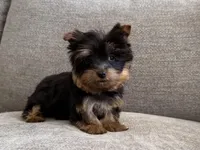 Tonks, a male Yorkshire Terrier for sale in Lexington, KY – Photo 2 of 6
