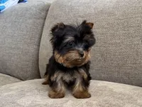 Tonks, a male Yorkshire Terrier for sale in Lexington, KY – Photo 5 of 6