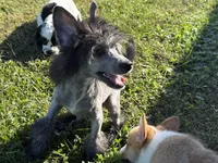 Dover, Ch sired , a male Chinese Crested for sale in Lexington, KY – 2 of 10