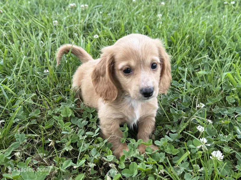 Wonka  – Dachshund, Miniature Dachshund puppy on hold in Lexington, KY