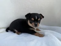 Buddy , a male Chihuahua for sale in Lexington, KY – 2 of 7