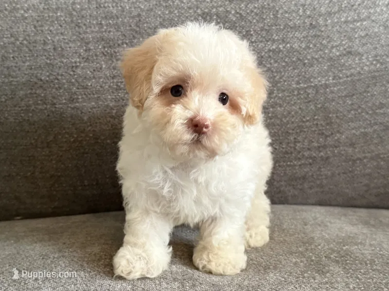 Pinky – Poodle - Toy , Poodle - Miniature  puppy for sale in Lexington, KY