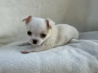 Oliver , a male Chihuahua for sale in Lexington, KY – 3 of 7