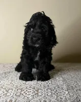 Magic, a male Cocker Spaniel for sale in Lexington, KY – Photo 2 of 3