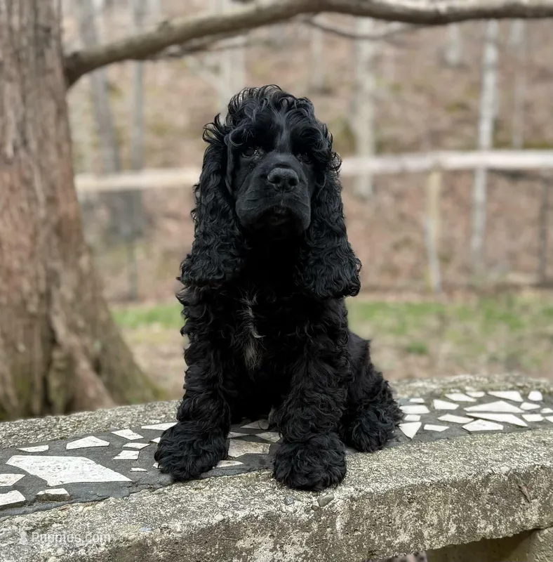Magic – Cocker Spaniel puppy for sale in Lexington, KY