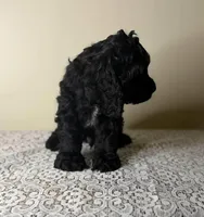 Magic, a male Cocker Spaniel for sale in Lexington, KY – Photo 3 of 3