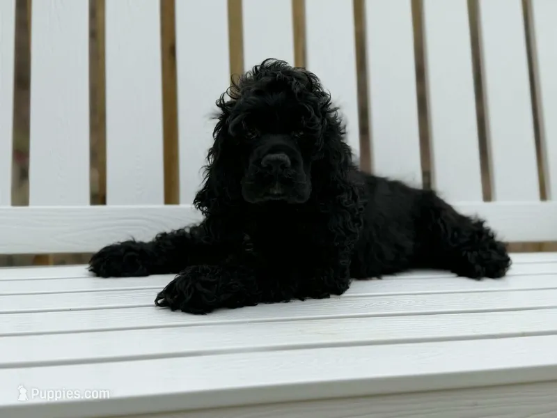 Magic – Cocker Spaniel puppy for sale in Lexington, KY
