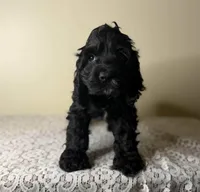 Magic, a male Cocker Spaniel for sale in Lexington, KY – Photo 1 of 3