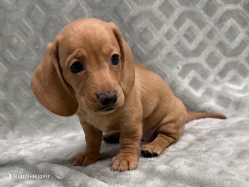Rumi, AKC, a female Dachshund and Miniature Dachshund for sale in Lexington, KY – 1 of 5