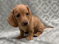 Rumi, AKC, a female Dachshund and Miniature Dachshund for sale in Lexington, KY – 1 of 5