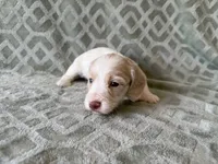 Maverick, a male Dachshund and Miniature Dachshund for sale in Lexington, KY – 3 of 5