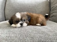 Presley, a female Shih Tzu for sale in Lexington, KY – 6 of 6