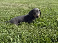 Bluebelle AKC, a female Dachshund and Miniature Dachshund for sale in Lexington, KY – 6 of 6