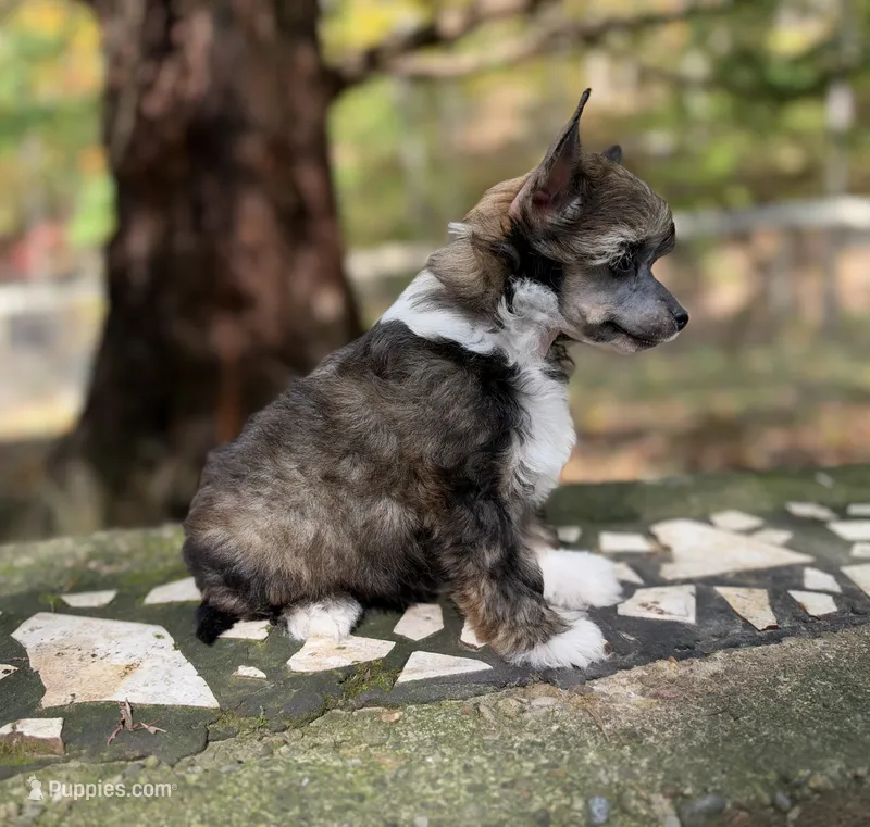 Autumn  – Chinese Crested puppy for sale in Lexington, KY