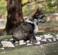 Autumn , a female Chinese Crested for sale in Lexington, KY – 1 of 6