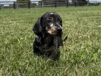 Jasper , a male Dachshund and Miniature Dachshund for sale in Lexington, KY – 4 of 6
