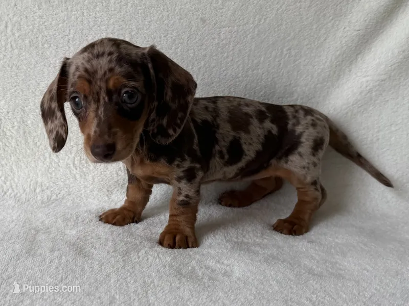 Hershey – Dachshund, Miniature Dachshund puppy for sale in Lexington, KY