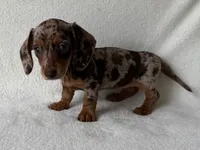 Hershey, a female Dachshund and Miniature Dachshund for sale in Lexington, KY – 1 of 5