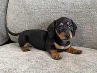 Walker , a male Dachshund and Miniature Dachshund for sale in Lexington, KY – 2 of 6