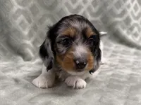 Lexie, a female Dachshund and Miniature Dachshund for sale in Lexington, KY – 2 of 10