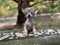 Poppy , a female Chinese Crested for sale in Lexington, KY – 5 of 5