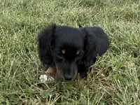 Tubby-AKc , a male Dachshund and Miniature Dachshund for sale in Lexington, KY – 4 of 8