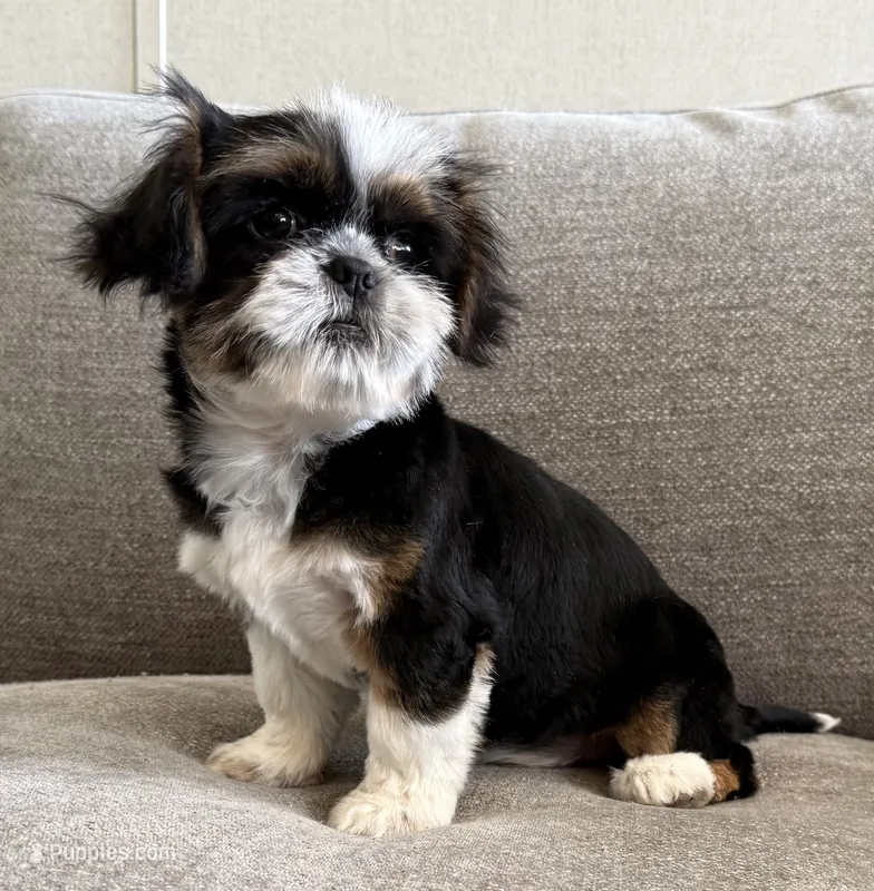 Rex  – Shih Tzu puppy for sale in Lexington, KY