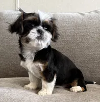 Rex , a male Shih Tzu for sale in Lexington, KY – 1 of 5
