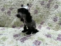 Dover , a male Chinese Crested for sale in Lexington, KY – 4 of 6