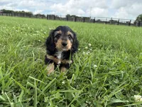 Burt-read description , a male Dachshund and Miniature Dachshund for sale in Lexington, KY – 6 of 6