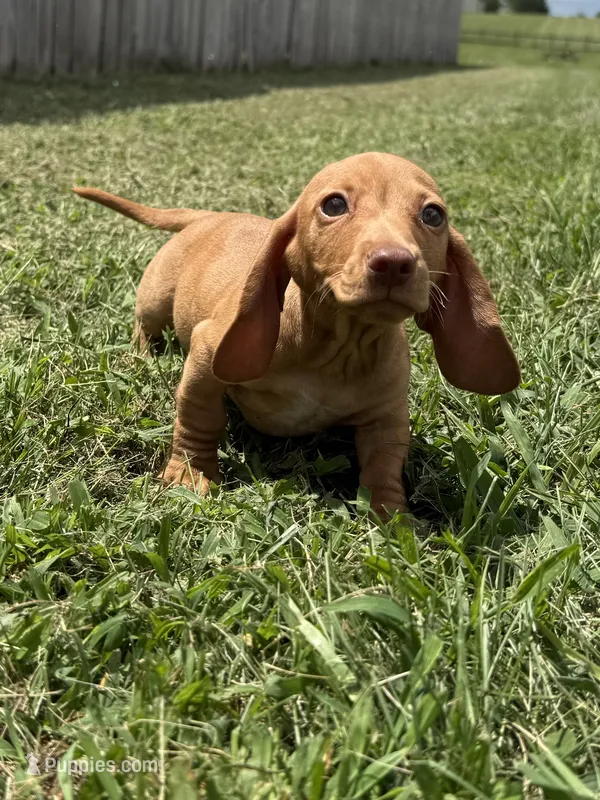 Dudley – Dachshund, Miniature Dachshund puppy for sale in Lexington, KY
