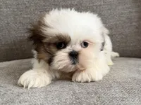 Susie Q, a female Shih Tzu for sale in Lexington, KY – Photo 4 of 5