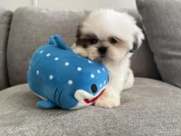 Susie Q, a female Shih Tzu for sale in Lexington, KY – Photo 5 of 5