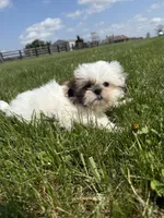 Susie Q, a female Shih Tzu for sale in Lexington, KY – Photo 2 of 5