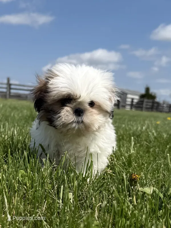 Susie Q – Shih Tzu puppy for sale in Lexington, KY