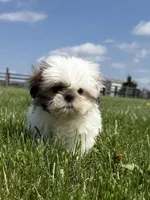 Susie Q, a female Shih Tzu for sale in Lexington, KY – Photo 1 of 5