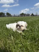 Susie Q, a female Shih Tzu for sale in Lexington, KY – Photo 3 of 5