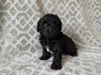Pete , a male Poodle - Miniature  for sale in Lexington, KY – 5 of 5